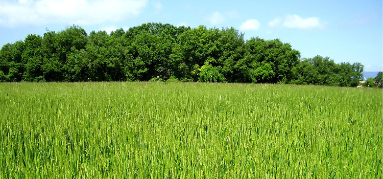 Ecoperla Nitratower – sposób na azotany w wodzie